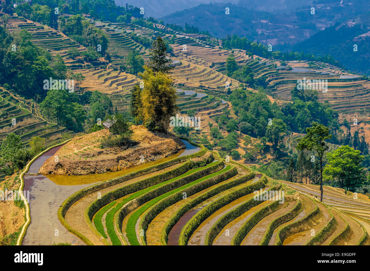 Colorful Rice Terraces In China Rice terraces of Yuanyang, Yunnan, China Stock Photo - Alamy
