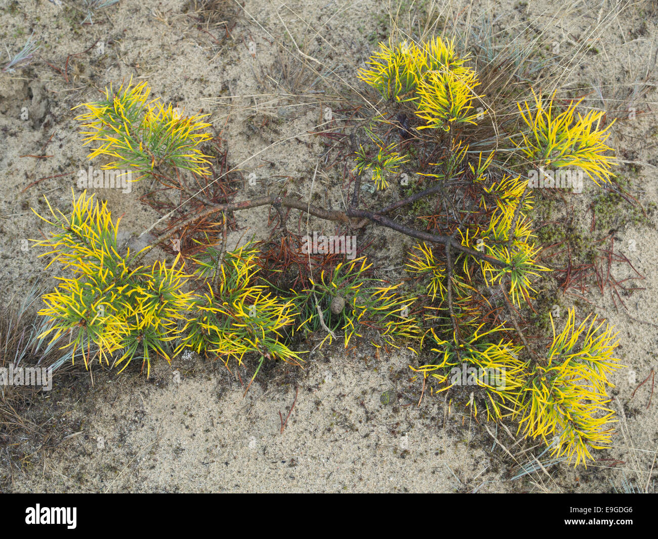 Germany pinus sylvestris hi-res stock photography and images - Alamy