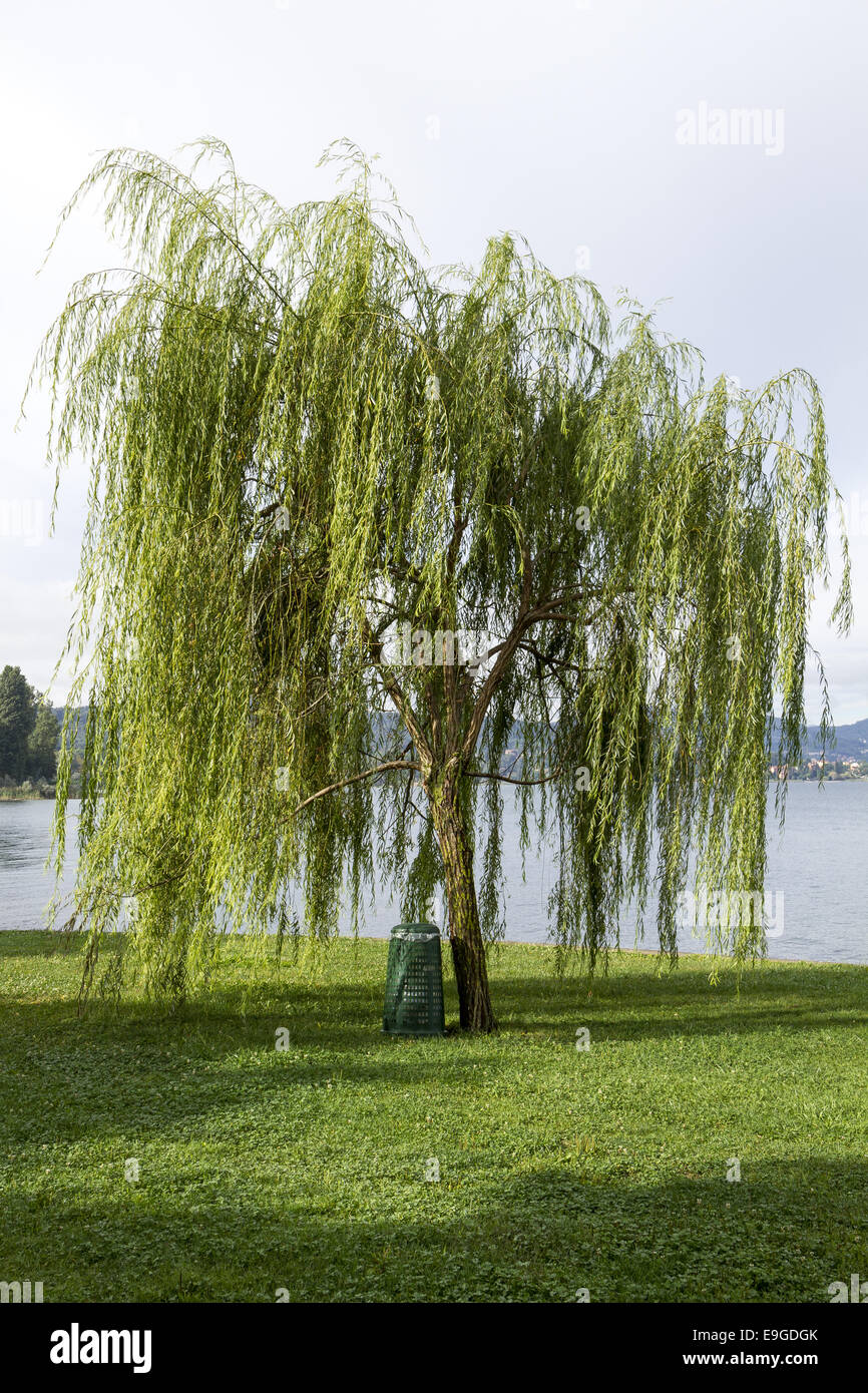 weeping willow Stock Photo