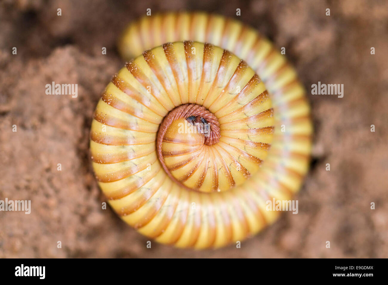 African millipede curls into a tight coil as a defence mechanism to protect their legs inside an armoured exoskeleton Stock Photo