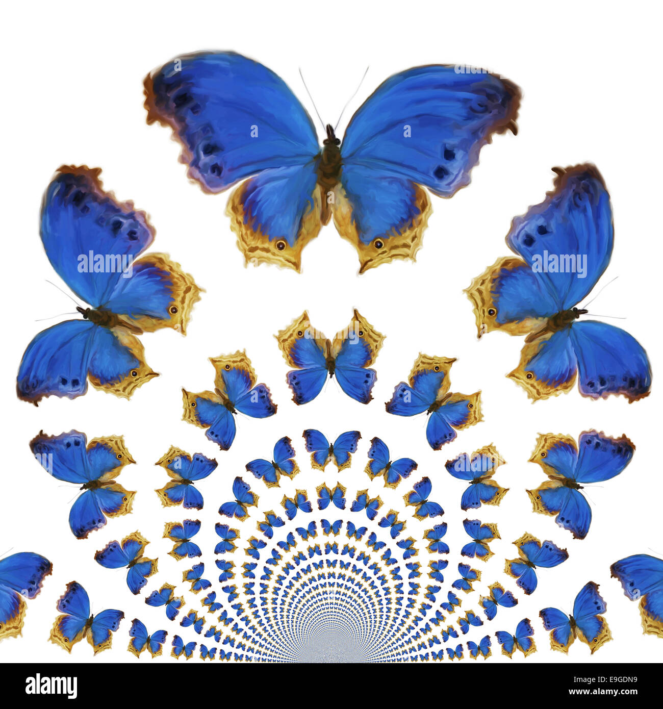 Kaleidoscope of butterflies hires stock photography and images Alamy