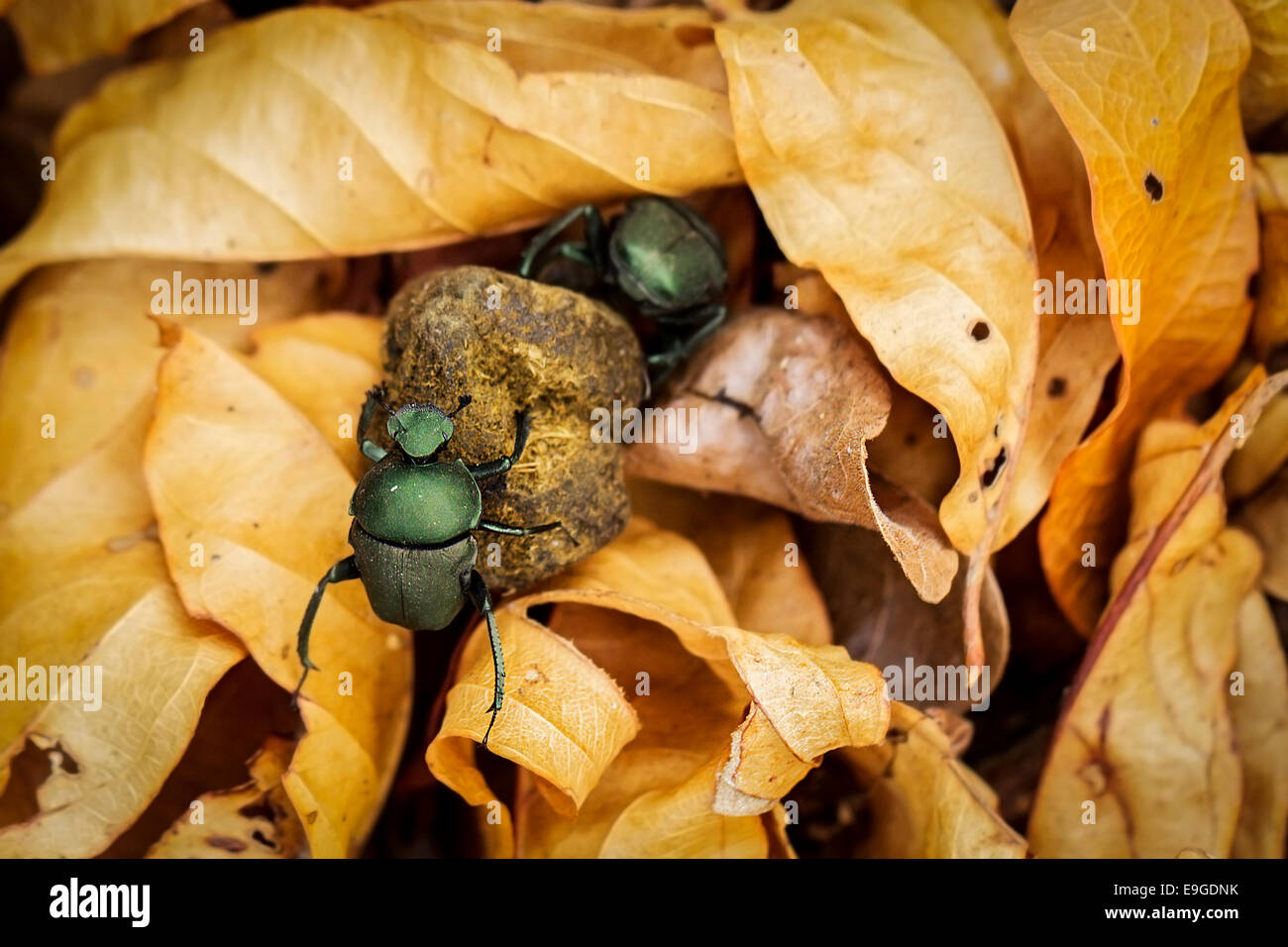 Male and female African dung beetles rolling dung together through gold coloured leaf litter, Zambia Stock Photo
