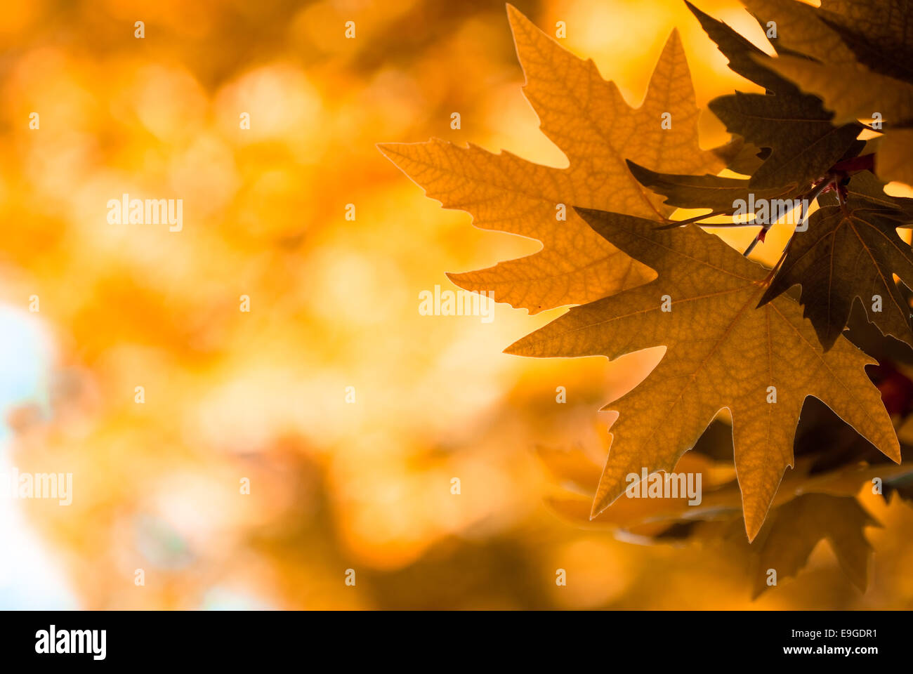 autumn leaves, very shallow focus Stock Photo