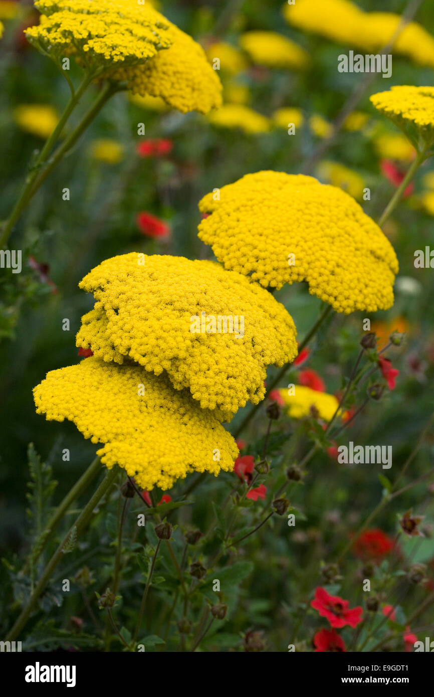 Achillea filipendulina 'Parker's Variety' and Potentilla 'Gibson's Scarlet' in an herbaceous border. Stock Photo