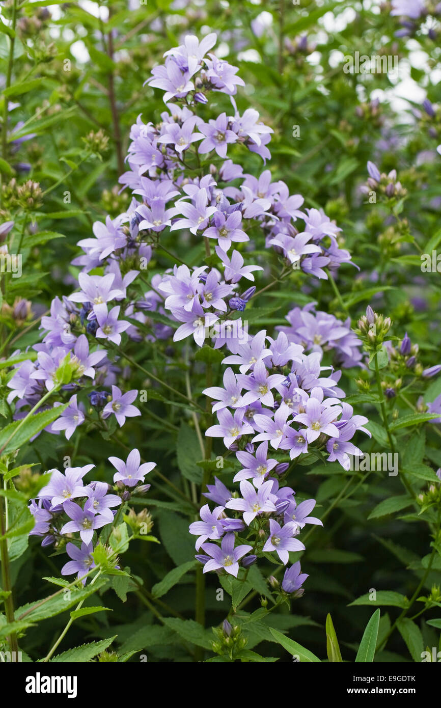Campanula lactiflora. Milky bellflower. Stock Photo