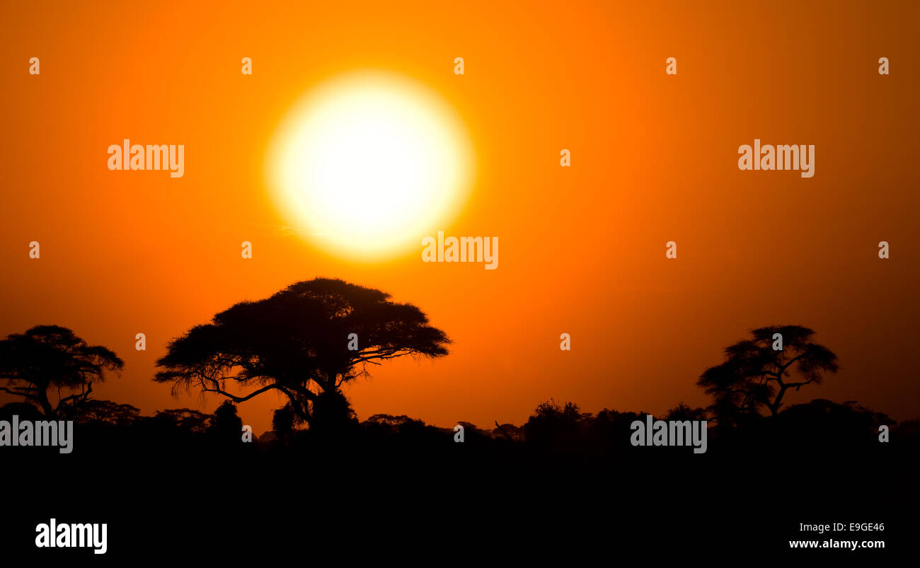 african sunset in savannah Stock Photo - Alamy