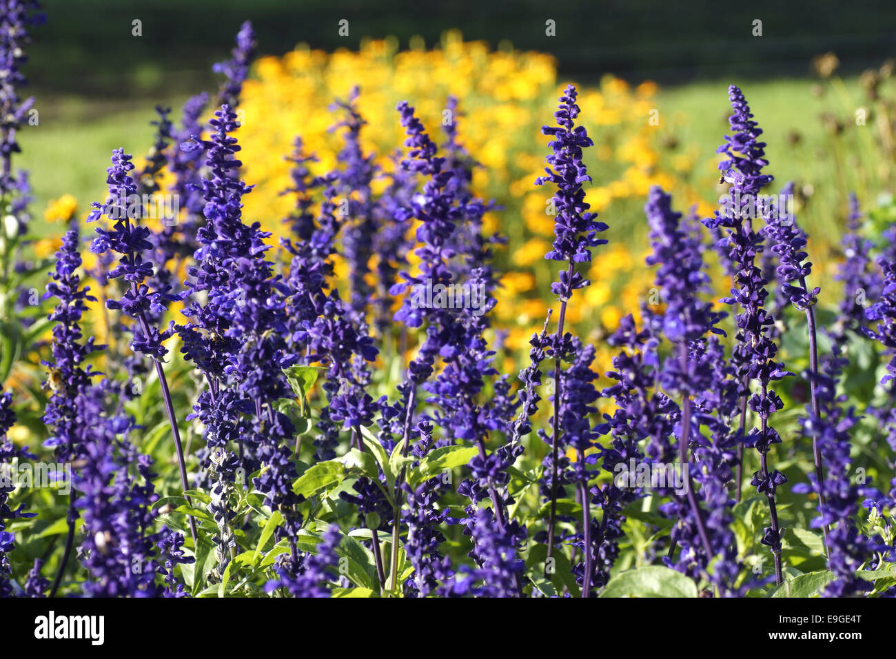 Blau violett blau violette hi-res stock photography and images - Alamy