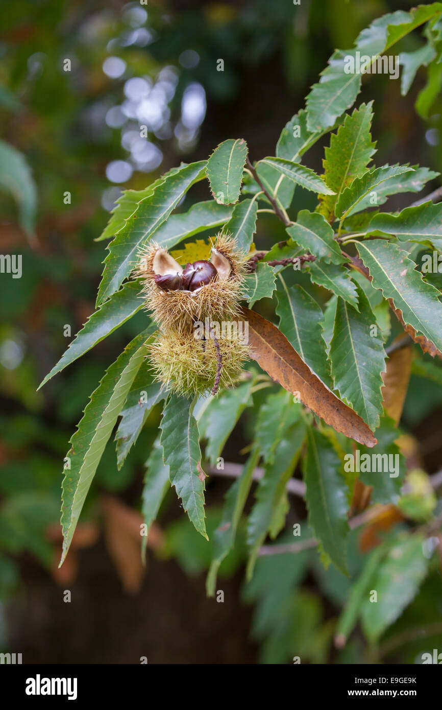 Edible chestnut on tree hi-res stock photography and images - Alamy