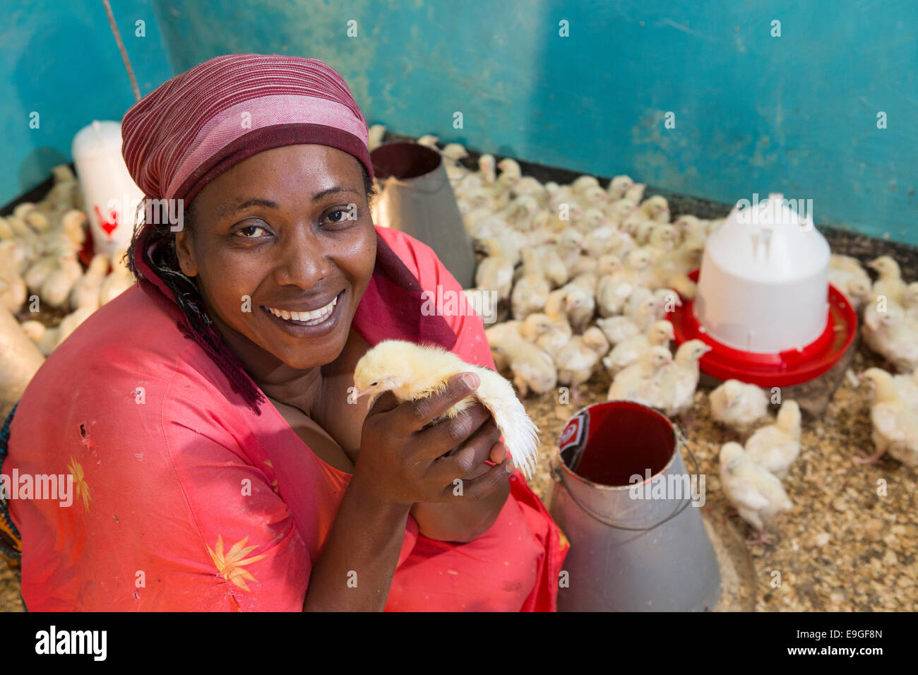 Chicken farm in Arusha, Tanzania, East Africa. Stock Photo