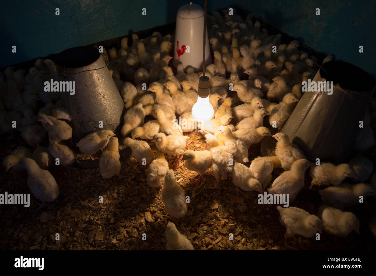 Chicken farm in Arusha, Tanzania, East Africa. Stock Photo