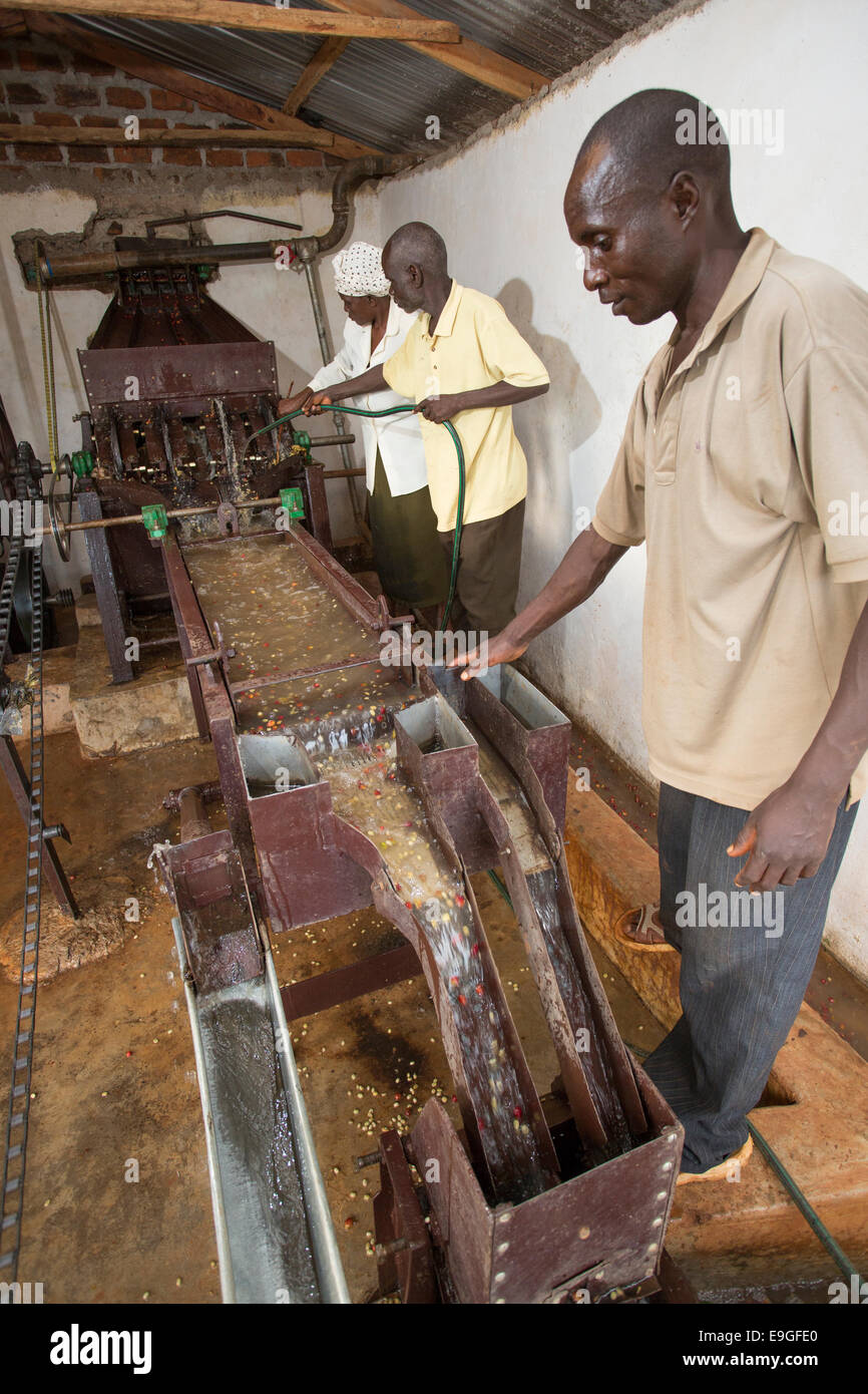 Coffee pulping hires stock photography and images Alamy