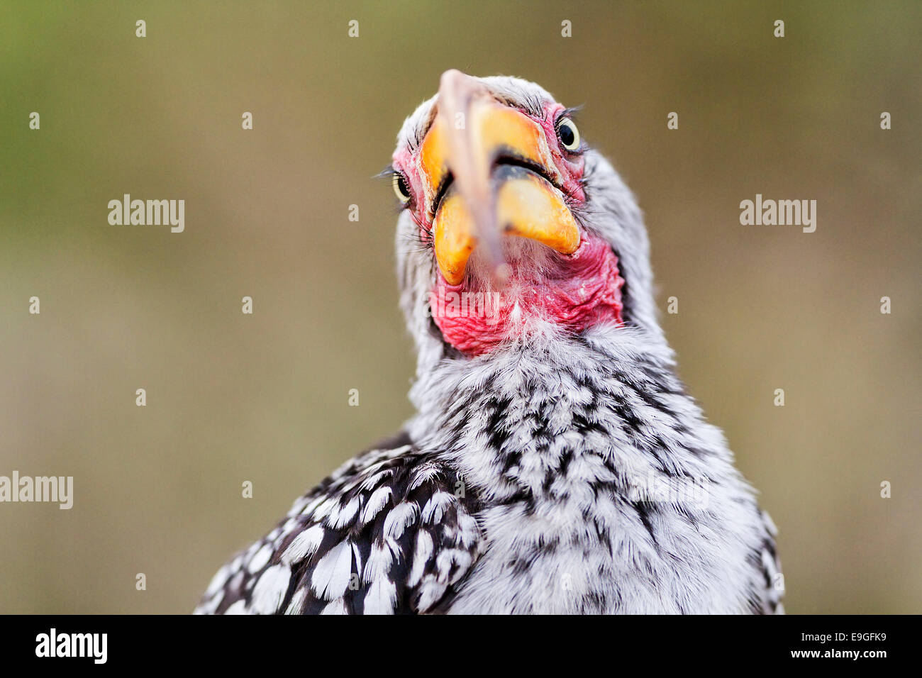 Close-up of a Southern yellow-billed hornbill (Tockus leucomelas) in Botswana Stock Photo