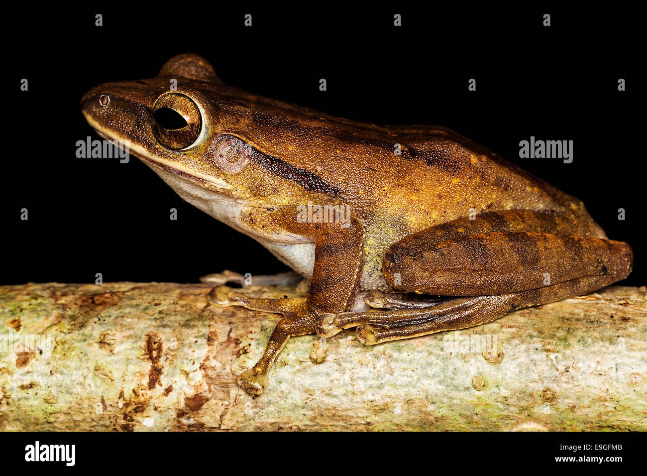 Common tree frog (Polypedates leucomystax) Stock Photo
