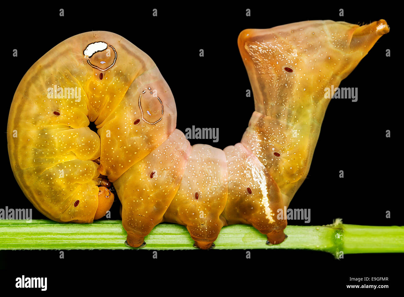 Caterpillar of Eudocima sp., Erebidae adopts a defensive posture while displaying a yellow warning colour in the tropical rainforest of Malaysia. Stock Photo