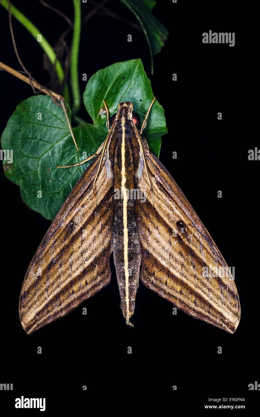 Moth resting on plant in tropical rainforest in Malaysia Stock Photo