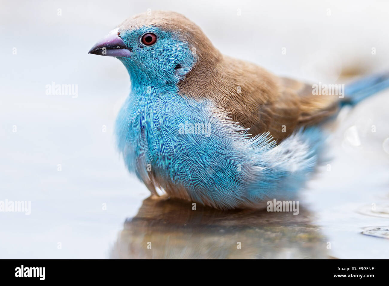Close-up of a Blue waxbill (Uraeginthus angolensis), also called Blue-breasted cordon-bleu, bathing in water. Botswana Stock Photo