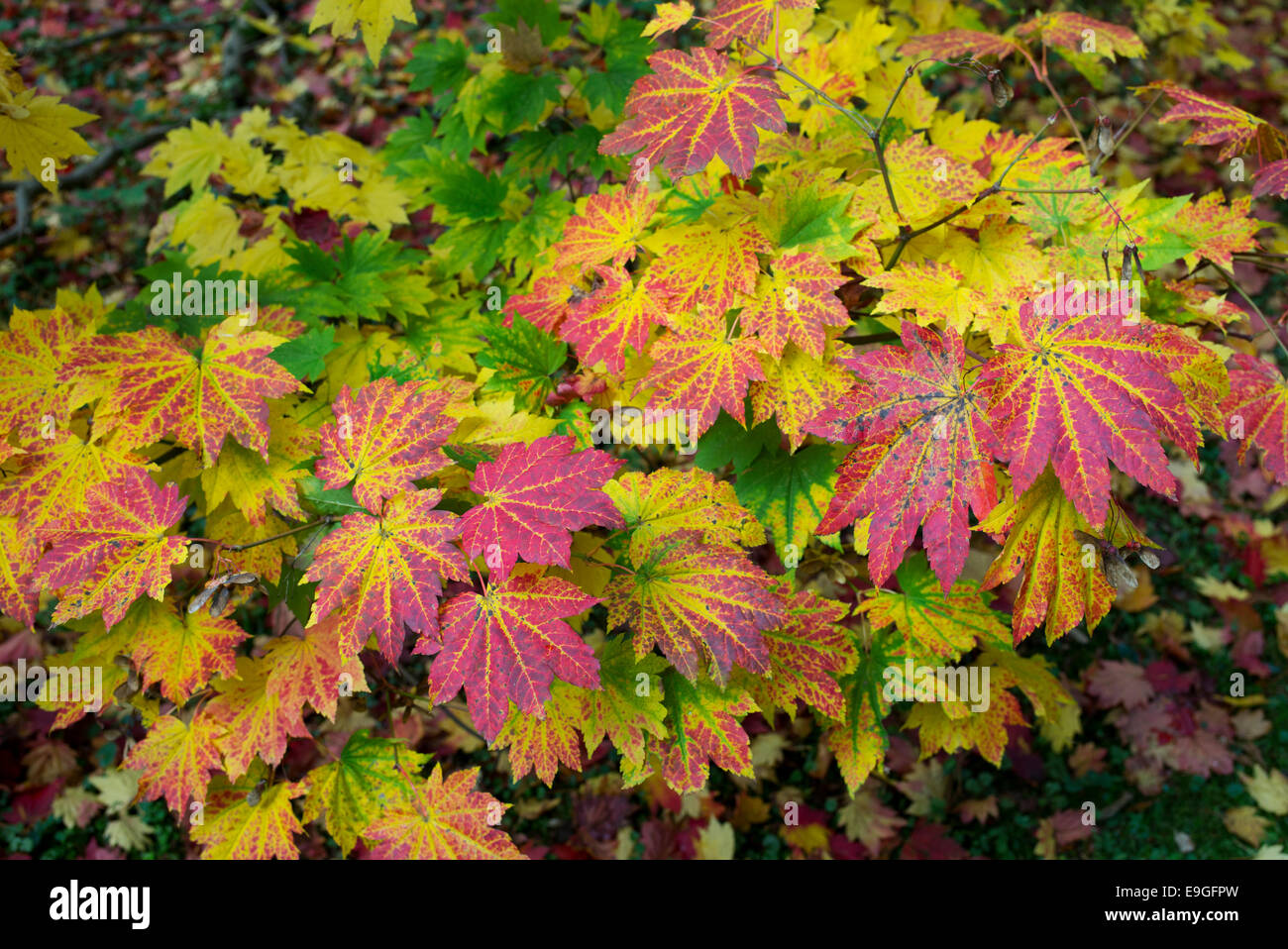 Acer japonicum vitifolium . Downy Japanese Maple or Full moon Maple leaves changing colour in autumn Stock Photo