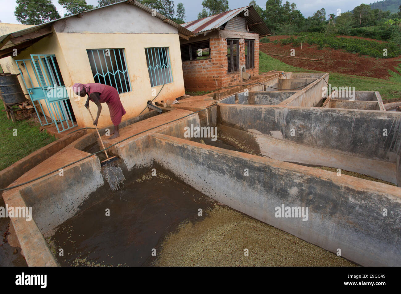 A cooperative member sweeps freshly pulped coffee beans into fermentation tanks at Orinde Farmers' Cooperative Society in Rachuo Stock Photo