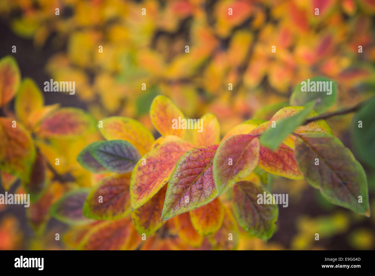 Closeup of leaves of Hedge cotoneaster (or Shiny cotoneaster) (Cotoneaster lucidus) shrub in autumn colors Stock Photo