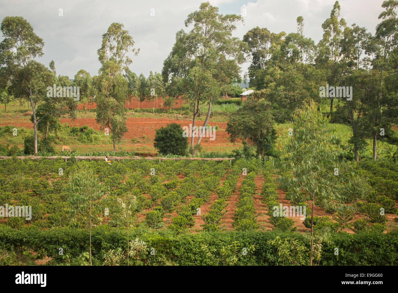 Coffee farm at Kabondo Farmers' Cooperative Society, Rachuonyo South, Kenya. Stock Photo