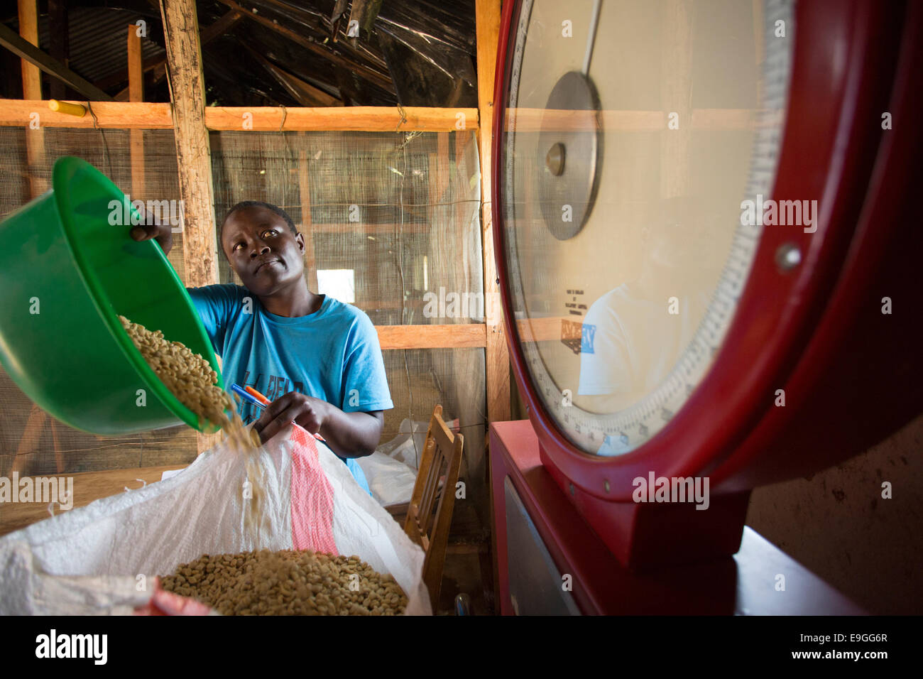 A farmer weighs coffee using new scales at Kabondo Farmers' Cooperative Society in Rachuonyo South, Kenya. Stock Photo