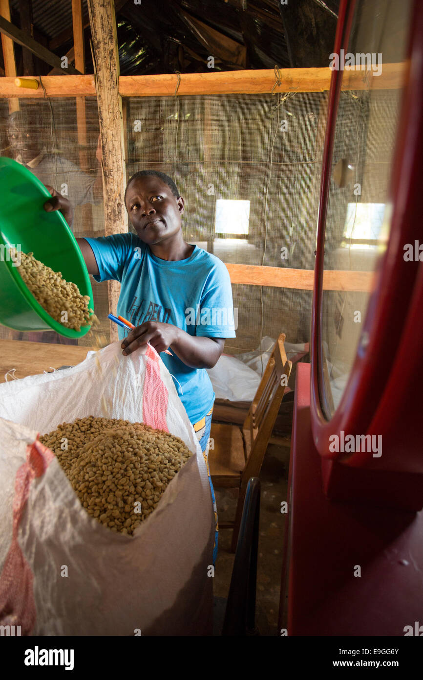 A farmer weighs coffee using new scales at Kabondo Farmers' Cooperative Society in Rachuonyo South, Kenya. Stock Photo