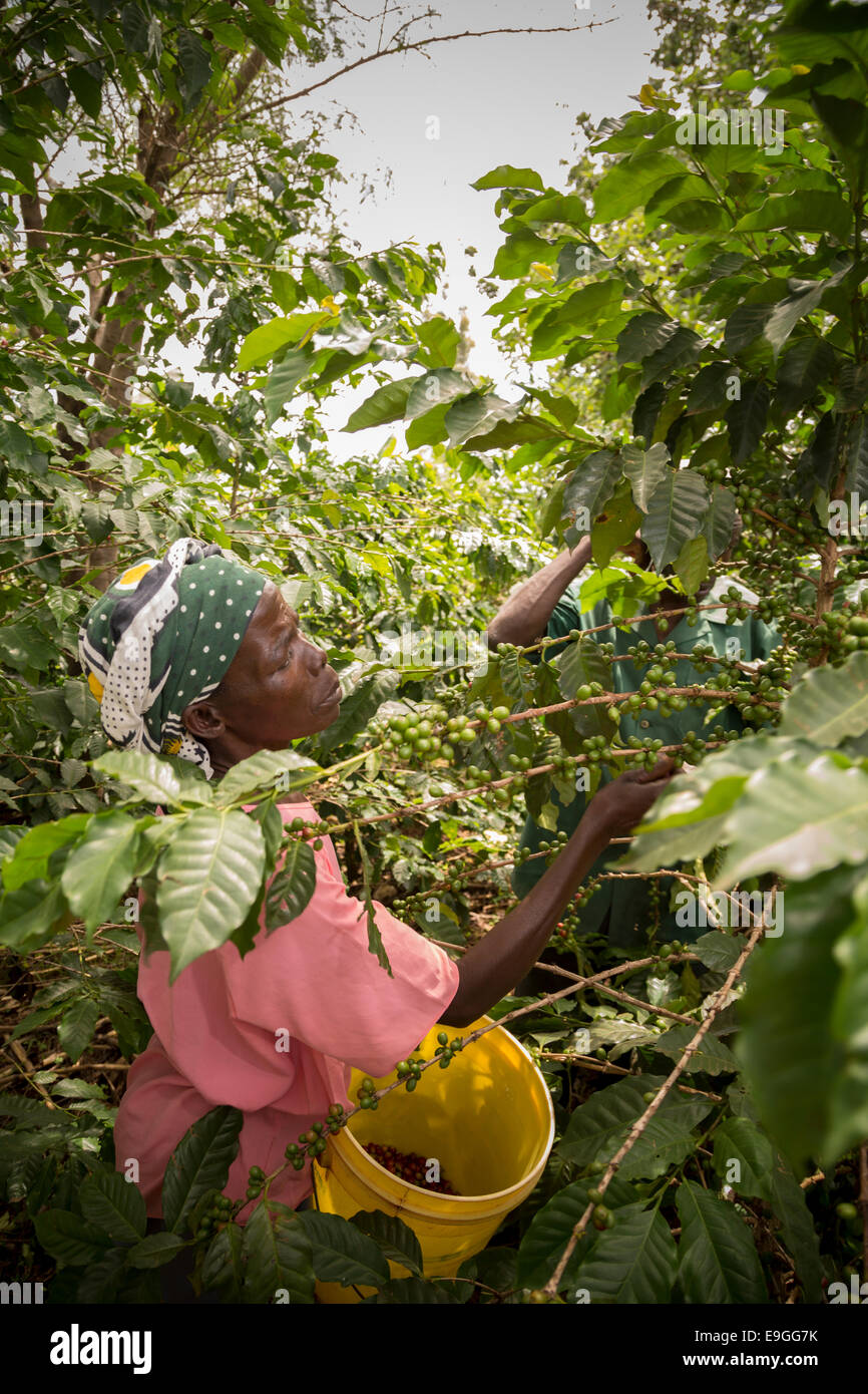 A small farmer picks coffee cherries in her field. Stock Photo