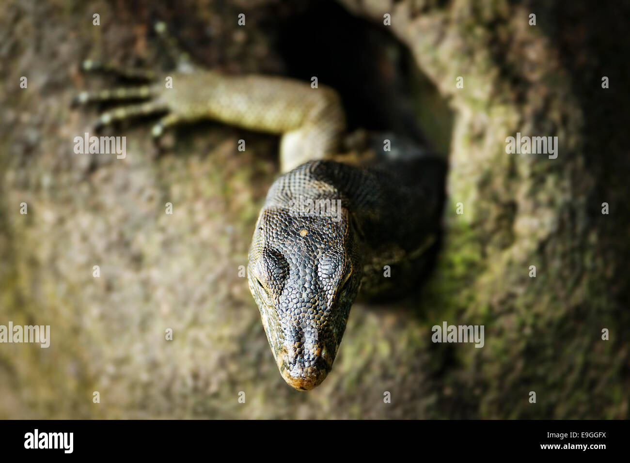 Malayan Water Monitor Lizard (Varanus salvator) emerges from a hole in a mangrove tree Stock Photo