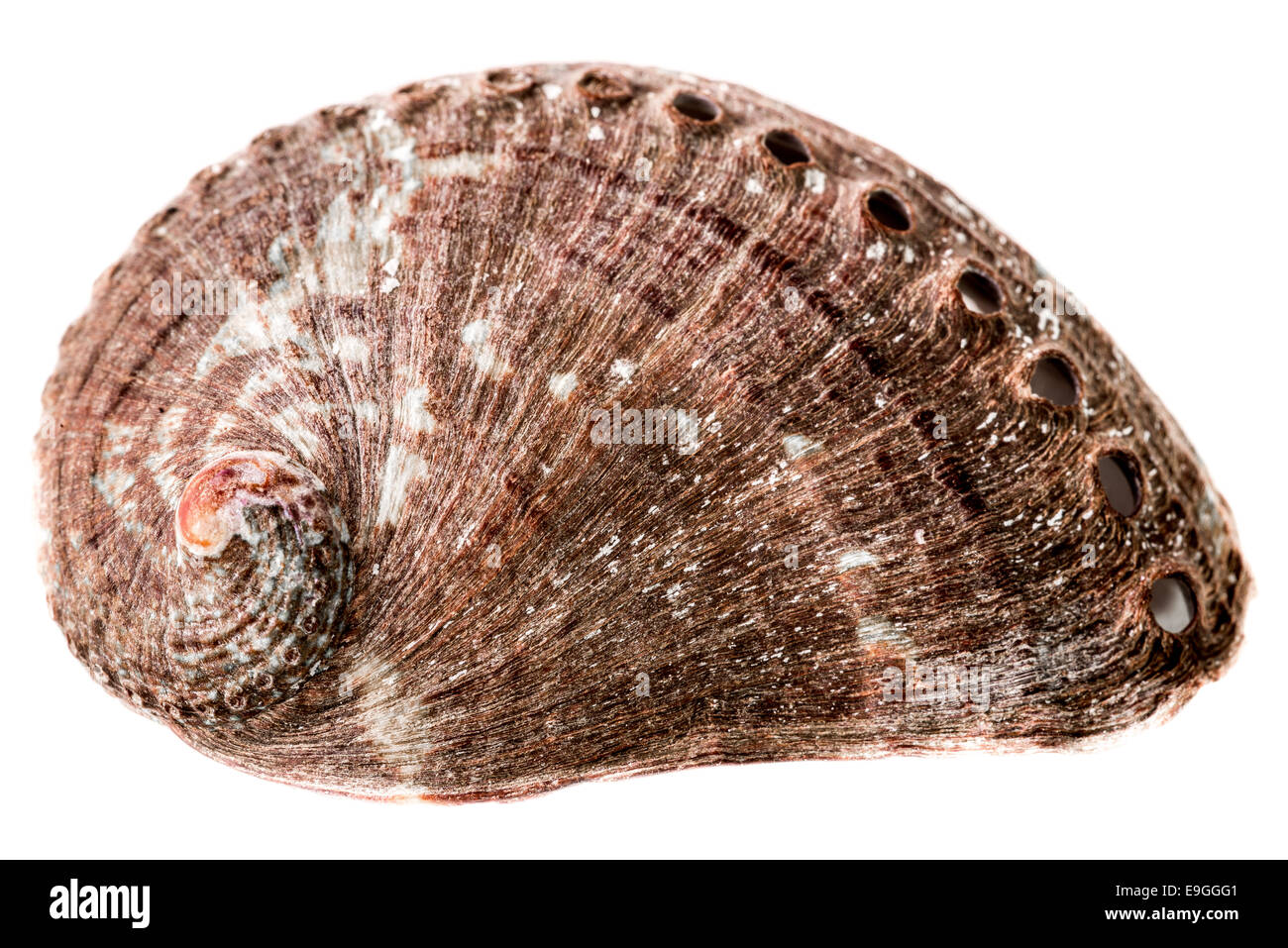Abalone Shell on White Background Stock Photo - Alamy