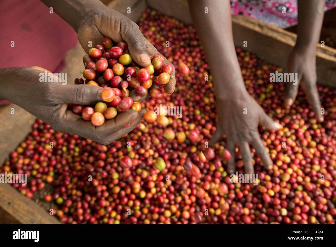 Coffee cherries are sorted and bagged before processing at Orinde Farmers' Cooperative Society in Rachuonyo South Coffee, Kenya. Stock Photo