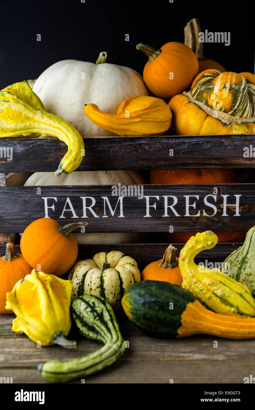 Fresh organic pumpkins from the local farmers market Stock Photo - Alamy