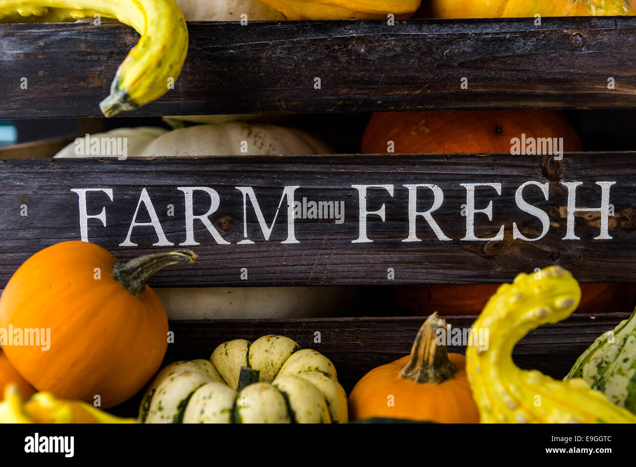 Fresh organic pumpkins from the local farmers market Stock Photo - Alamy