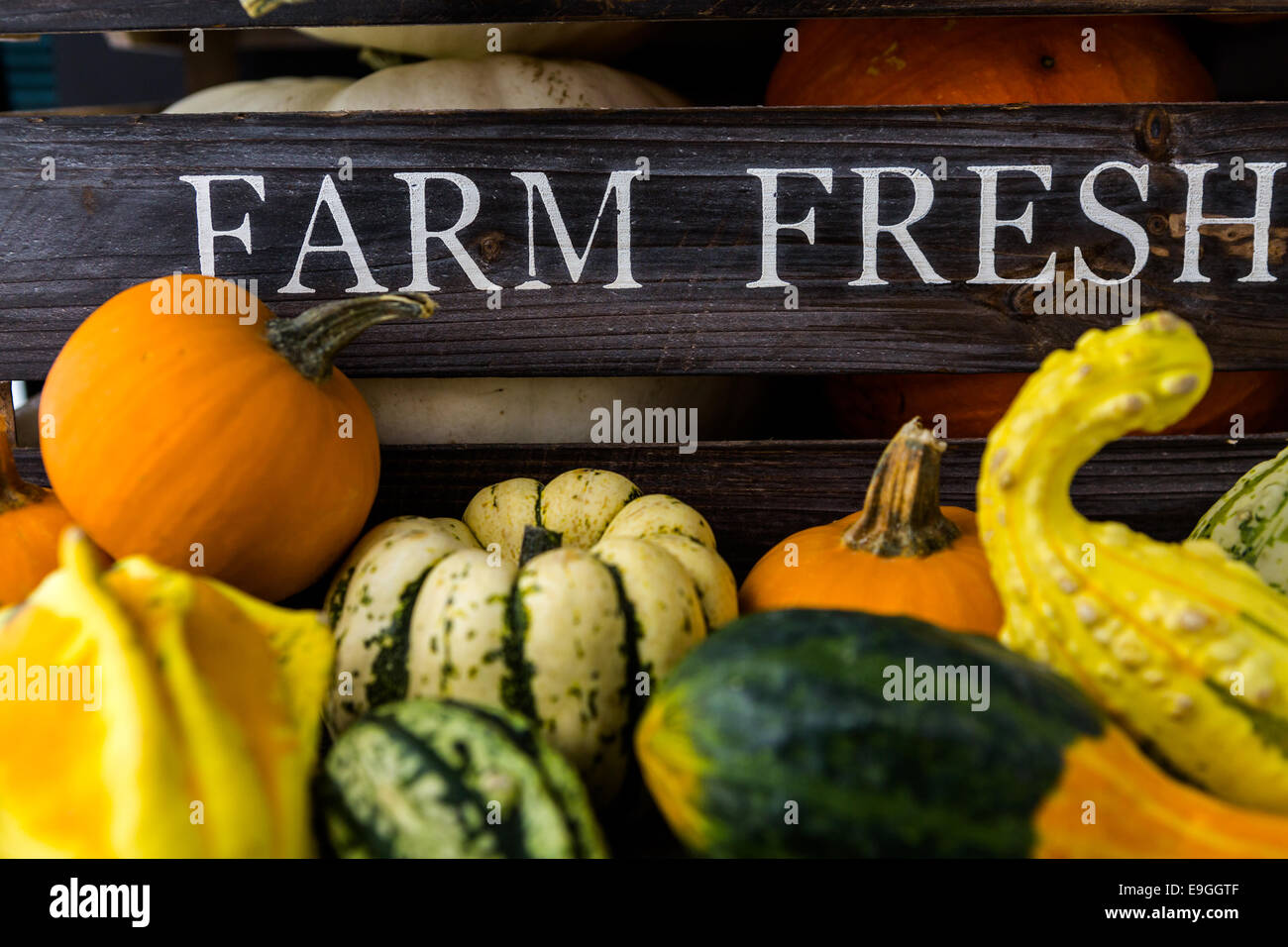 Fresh organic pumpkins from the local farmers market Stock Photo - Alamy