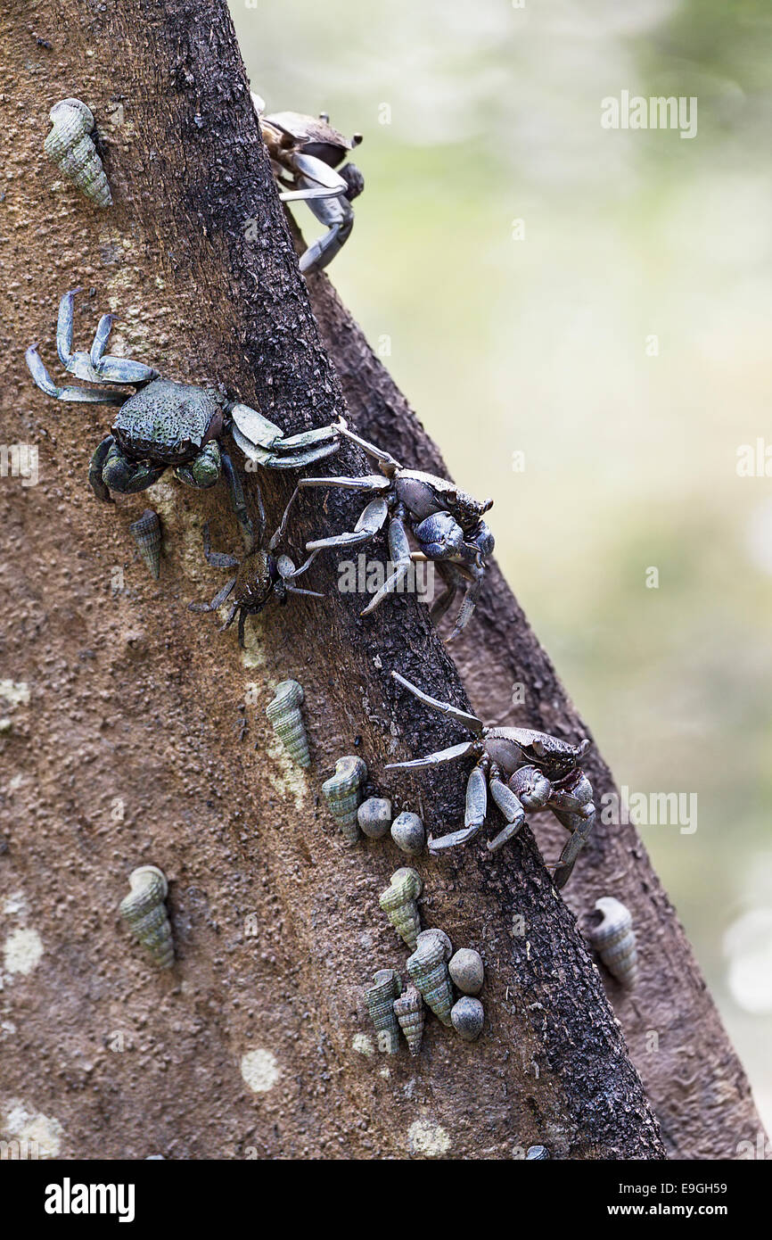 Tree-climbing crabs on a mangrove tree Stock Photo