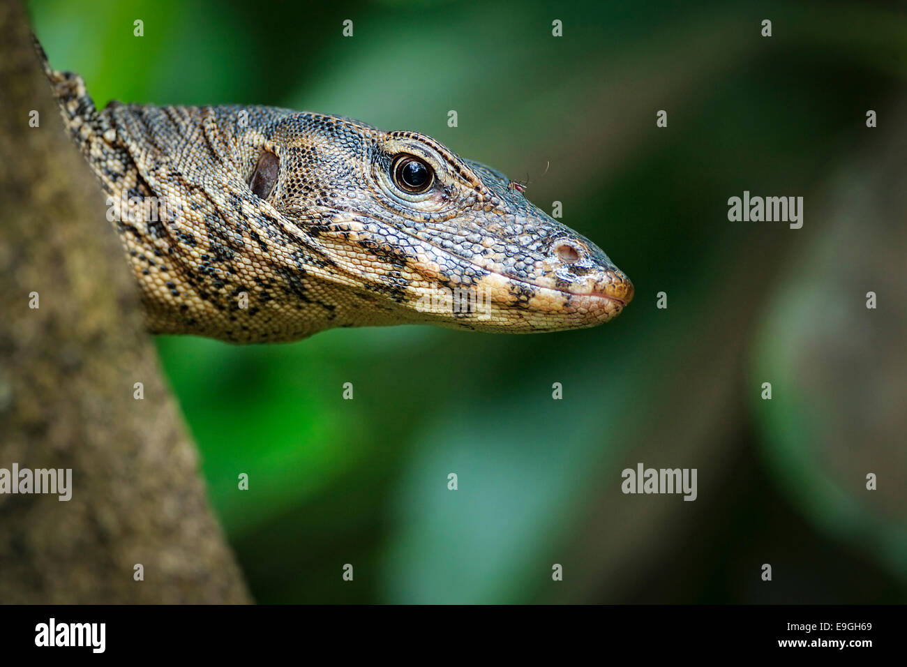 Malayan Water Monitor Lizard (Varanus salvator) climbing up a mangrove tree Stock Photo