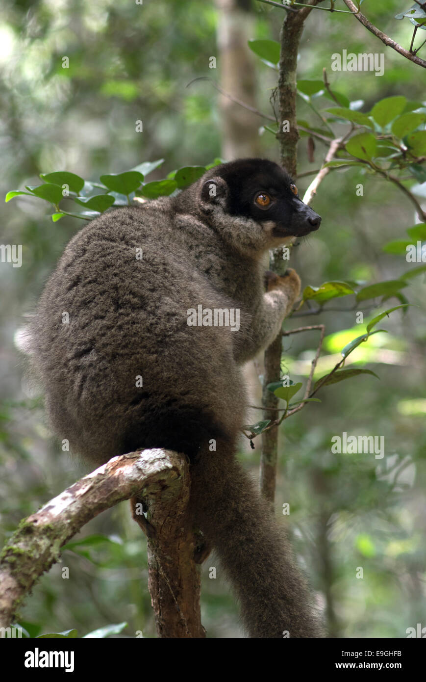 The common brown lemur in Madagascar Stock Photo