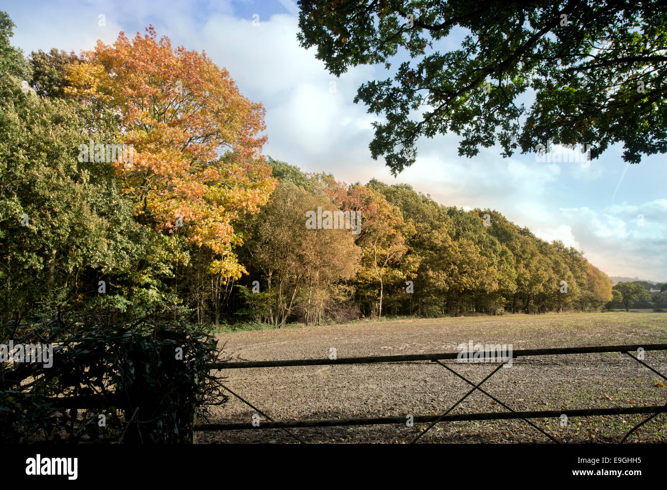 Autumn colour in Michaelwood, Gloucestershire UK Stock Photo