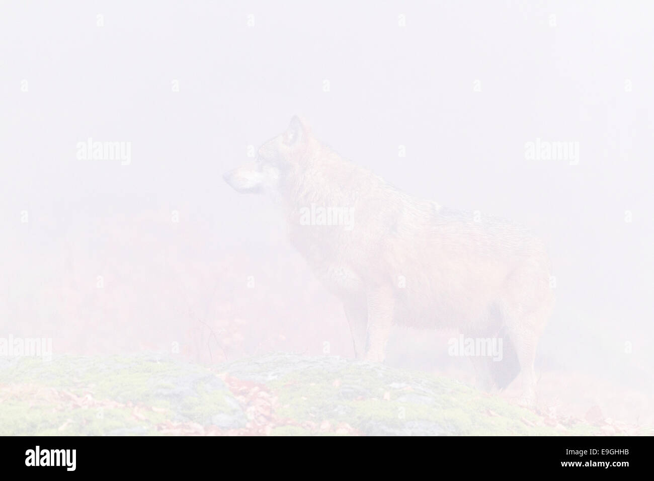 A captive grey wolf stands on a rock in a misty forest, Bavarian Forest National Park, Germany Stock Photo