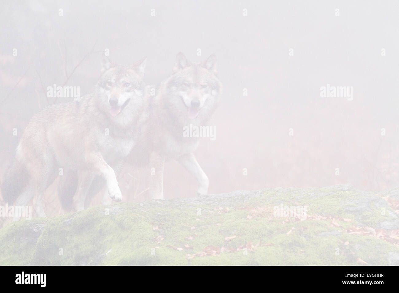 A captive pair of grey wolf walk side by side on a moss-covered rock in a misty forest, Bavarian Forest National Park, Germany Stock Photo