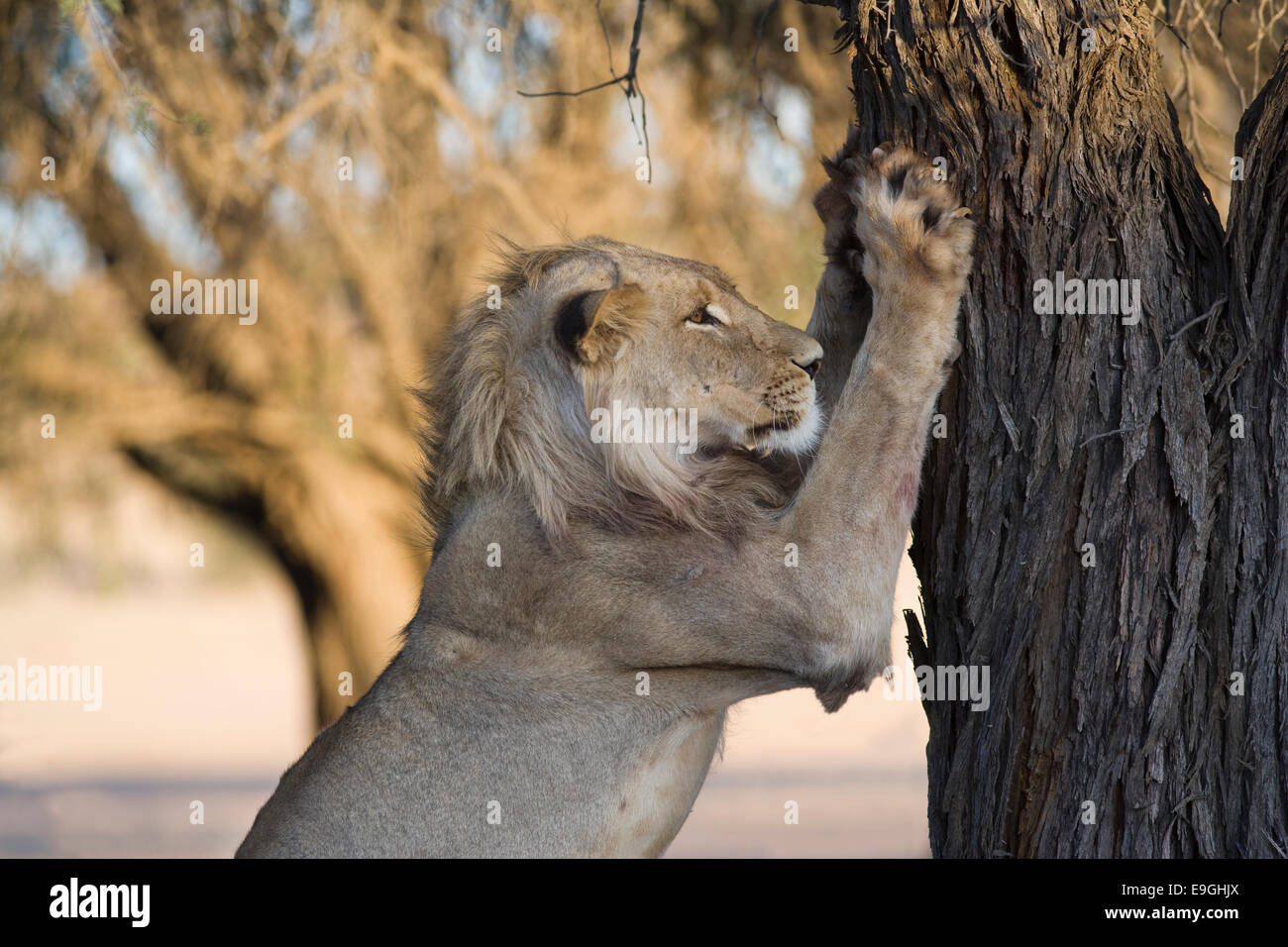 Lion claws hi-res stock photography and images - Alamy