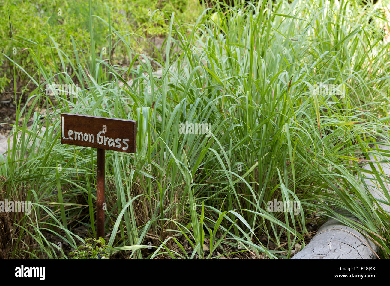 Sign with text 'Lemongrass' in front of planted lemongrass plants (Cymbopogon) outdoors Stock Photo