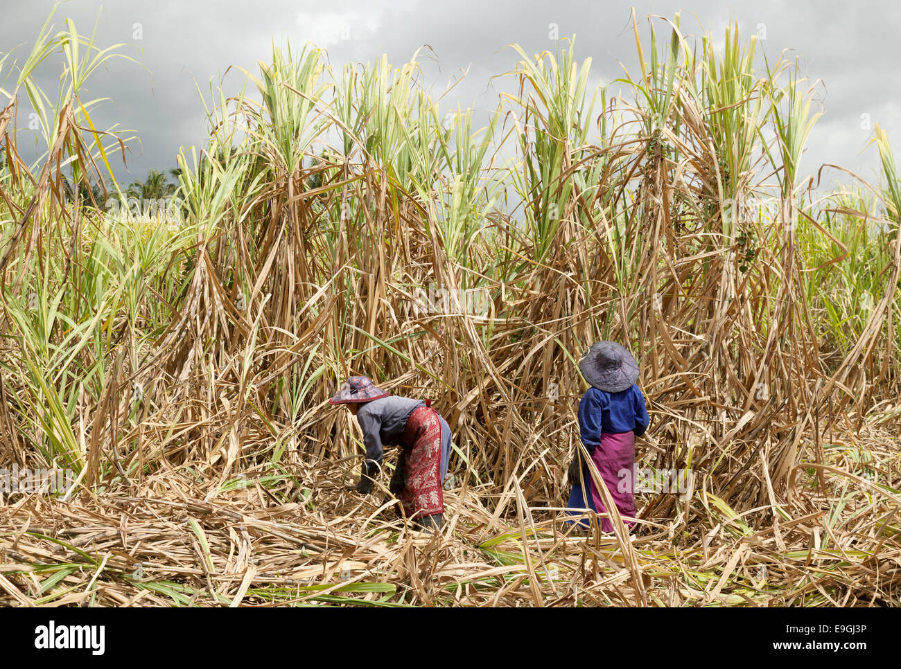 Mauritius sugar; Mauritian people cutting sugar cane in a sugar cane field, Flacq, Mauritius Stock Photo