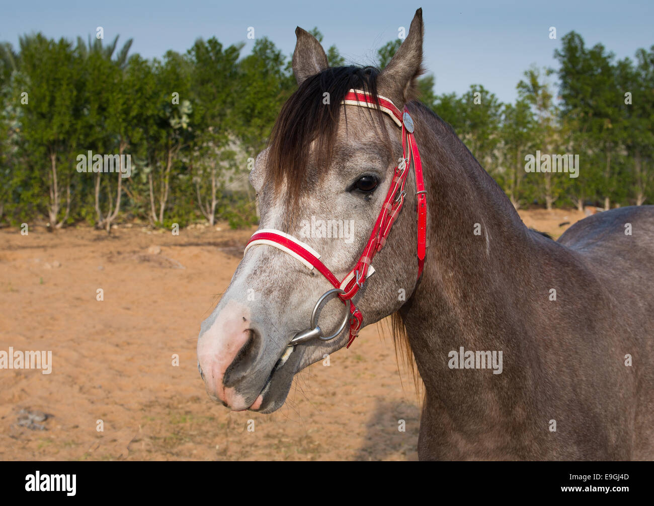 Pure Arabian Horse near Dubai, UAE Stock Photo Alamy