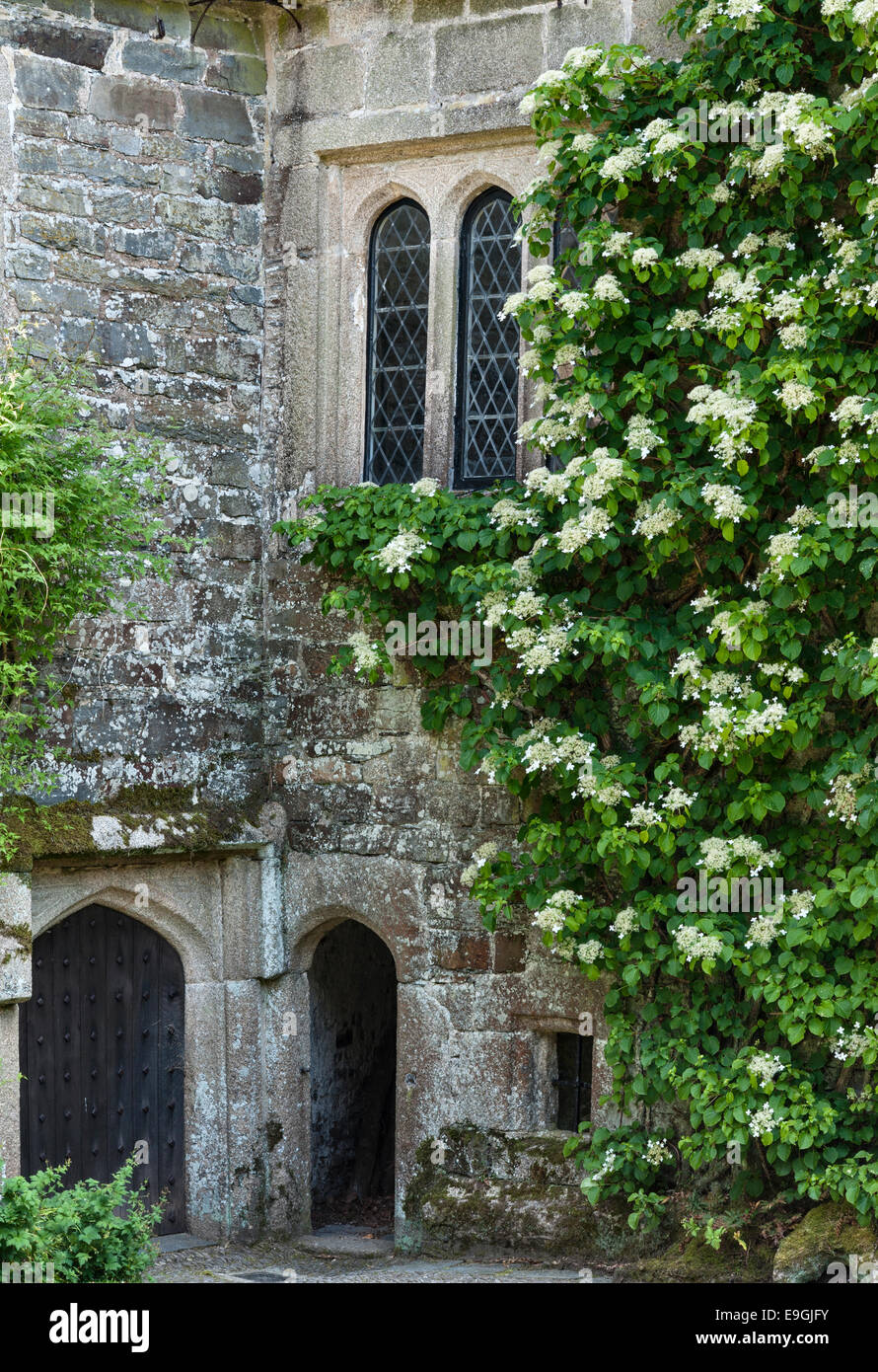 Cotehele, Saltash, Cornwall, UK. A huge climbing hydrangea (hydrangea petiolaris) covering the walls in the medieval courtyard Stock Photo