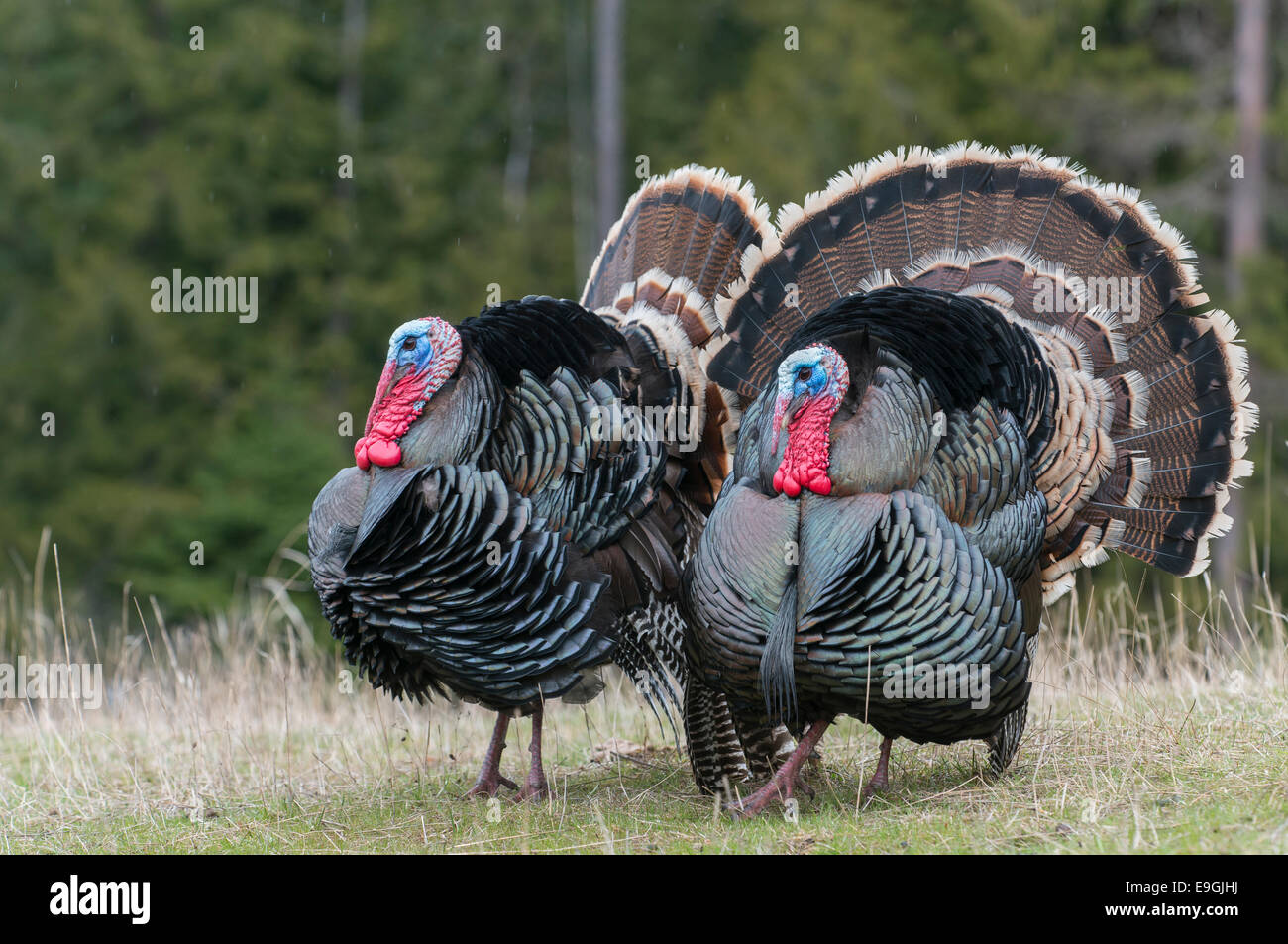 A pair of male  wild turkeys display to attract nearby females, Western Montana Stock Photo
