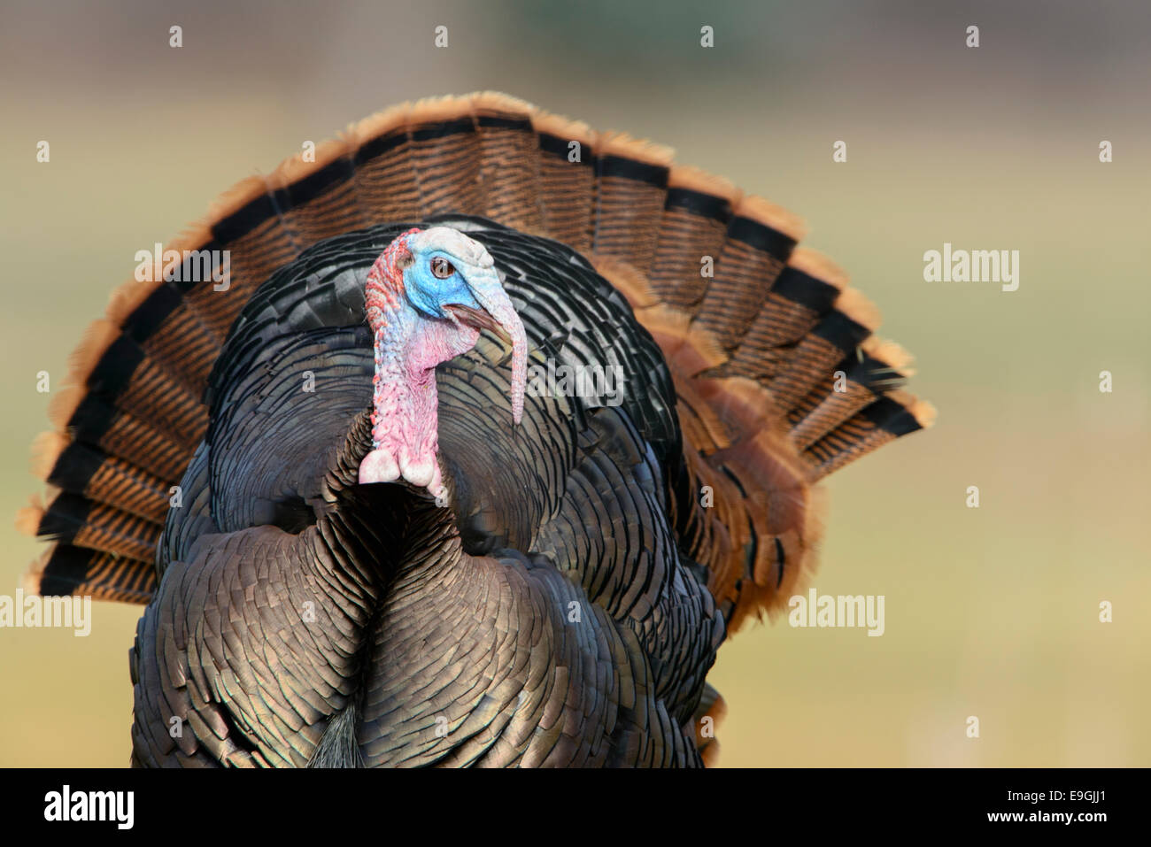 Dispalying merriam's wild turkey, Western Montana Stock Photo