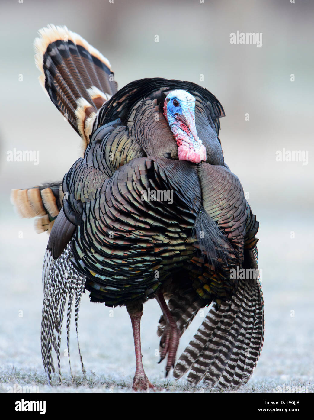 Wild Turkey, Western Montana Stock Photo