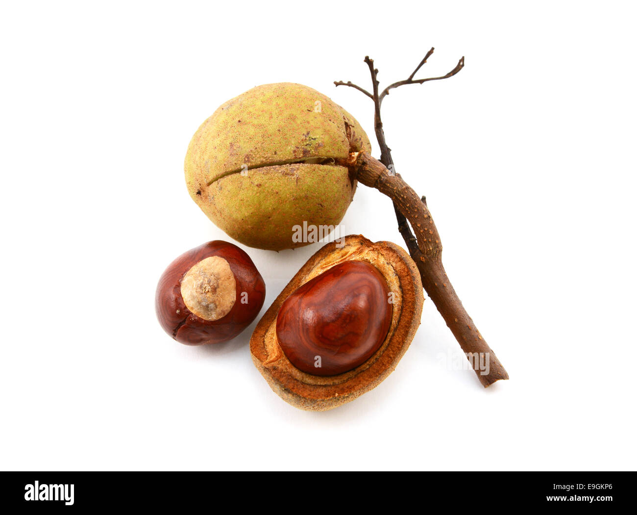 Smooth seed cases and conkers from a red horse chestnut tree, isolated on a white background Stock Photo