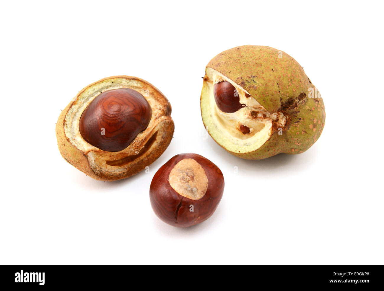 Conker and opened seed cases from a red horse chestnut tree, isolated on a white background Stock Photo