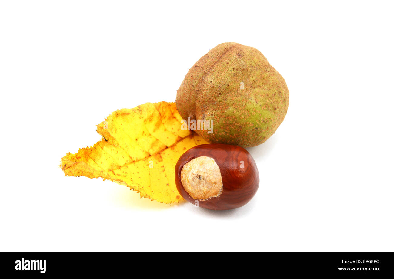 Yellow autumn leaf from a red horse chestnut with conker and characteristic smooth seed case, isolated on a white background Stock Photo